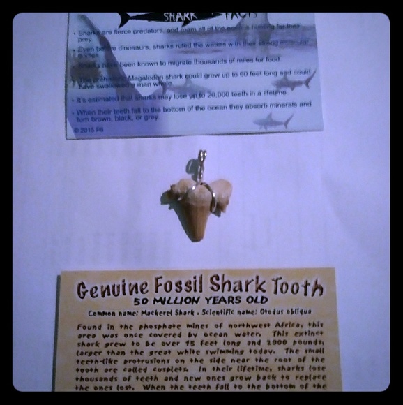 Genuine, Sterling Silver Fossil Shark Tooth Pendan - Picture 1 of 3